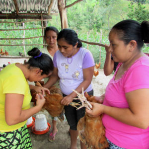 Potenciado el rol de la mujer mediante iniciativas productivas. Campaña de vacunación de aves.