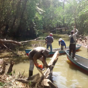 Implementación de la técnica “Restauración Ecológica de Manglar (REM)” con las comunidades